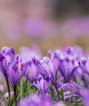 Krokusy w Gorcach - gdzie szukać fioletowych dywan&oacute;w?